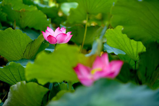 Chine: fleurs de lotus au Hunan