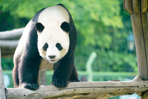 Chine: vie des pandas géants Sijia et Youyou au Heilongjiang