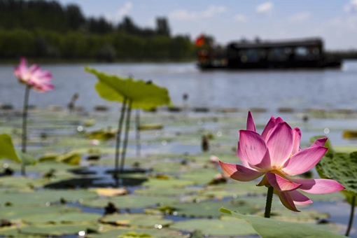 Chine: fleurs de lotus au Ningxia
