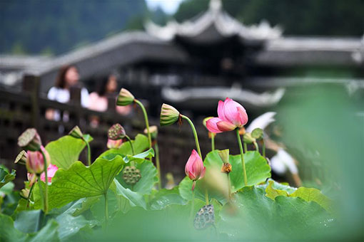 Des fleurs de lotus dans le sud-ouest de la Chine