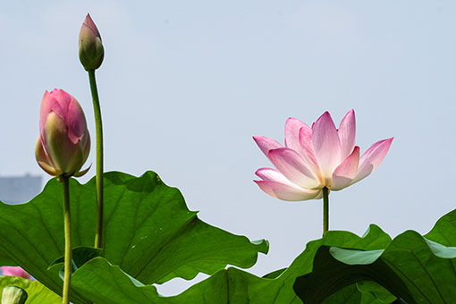 Chine: fleurs de lotus à Nanjing