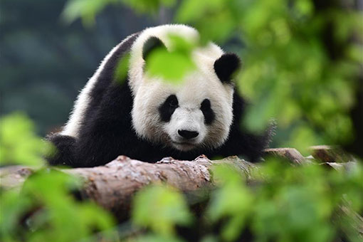 Pandas géants dans le nord-est de la Chine