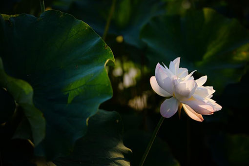 Chine: fleurs de lotus au Shaanxi