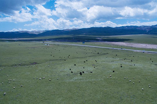 Chine: paysage estival d'un pâturage au Qinghai