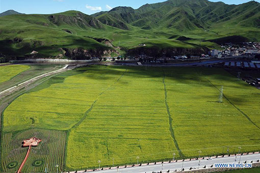 Chine: champs de colza en fleurs au Gansu