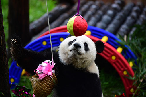 Chine: une fête d'anniversaire pour un panda géant