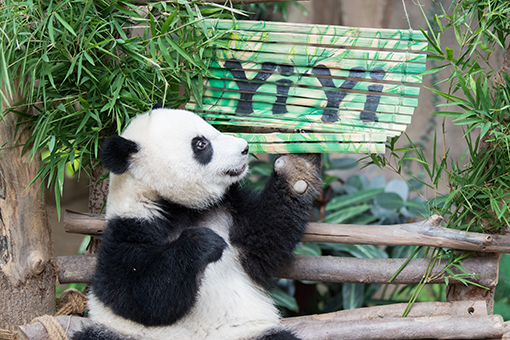 Le deuxième panda géant né en Malaisie est baptisé Yi Yi
