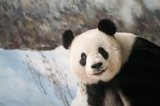Chine: célébration du 13e anniversaire du panda géant Sijia au Heilongjiang