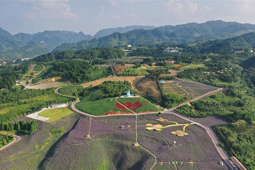 Champs de fleurs dans le sud-ouest de la Chine