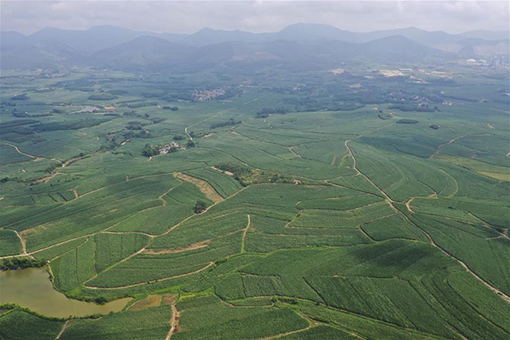 Des champs de canne à sucre dans le sud de la Chine