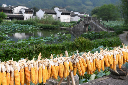 Récolte de maïs dans l'est de la Chine