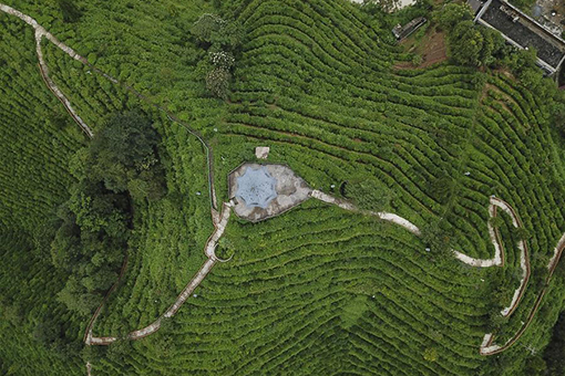 Paysage d'une plantation de thé dans le sud de la Chine
