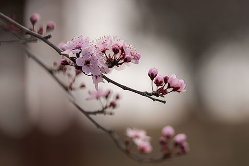 Australie: fleurs de cerisier à Canberra