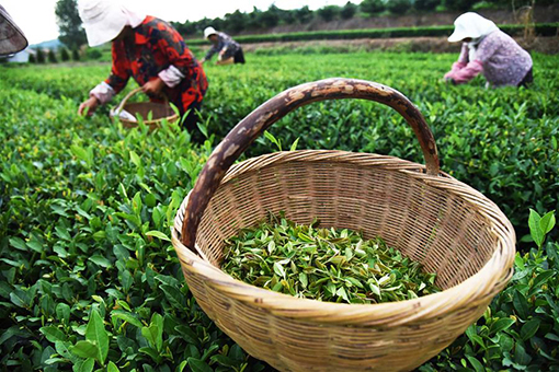 Récolte du thé dans l'est de la Chine