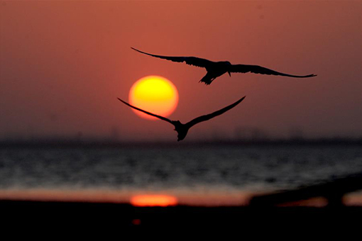 Photos: paysage du coucher du soleil au Koweït