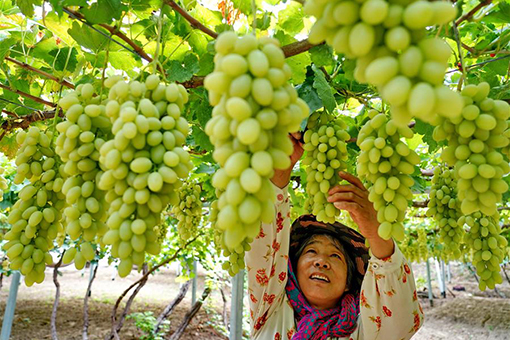 Récolte des raisins dans le nord de la Chine