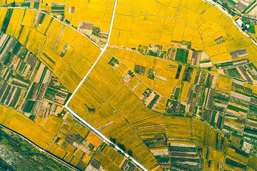 Paysage de rizi&egrave;res dans le nord de la Chine