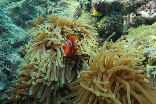 Paysage sous-marin dans la province de Hainan