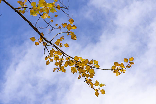 Chine : sc&egrave;ne d'automne au Tibet