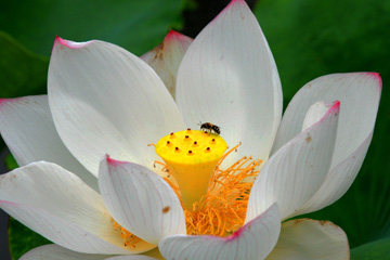 Chine: de belles fleurs de lotus à Changsha