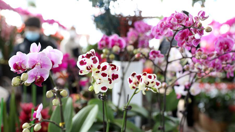 Chine: marché aux fleurs au Liaoning