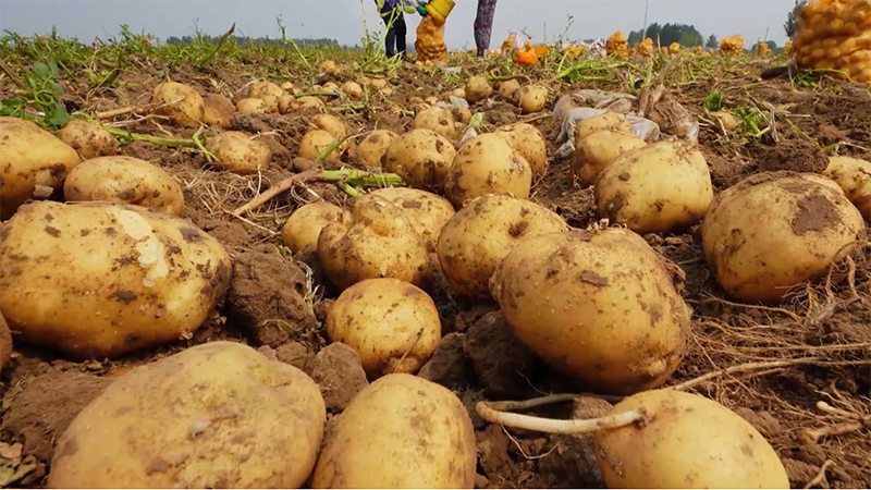 Album de la Chine : La foi en la pomme de terre