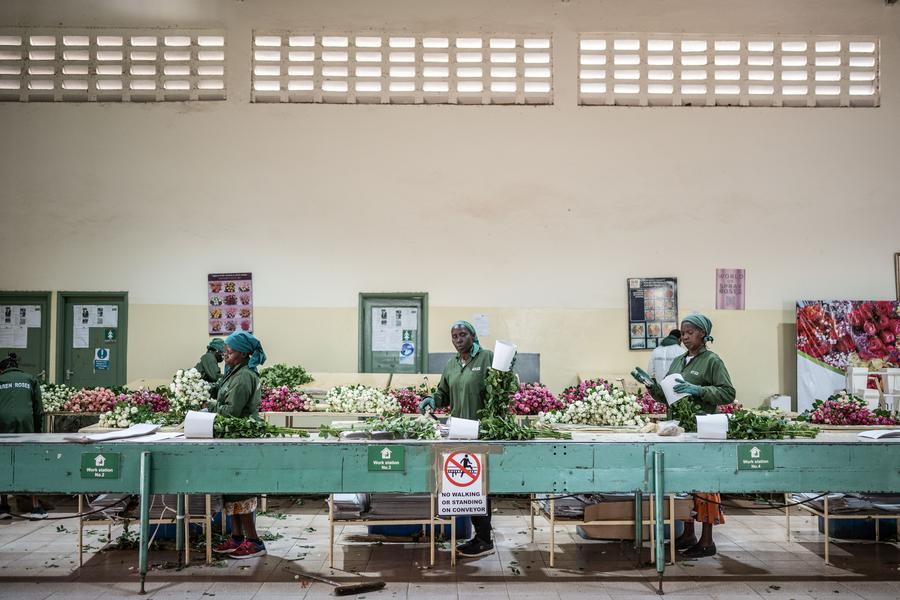 (Multimédia) Une entreprise kenyane de fleurs mise sur la CIIE pour ...