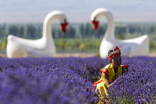 Chine: des fleurs de lavande au Xinjiang