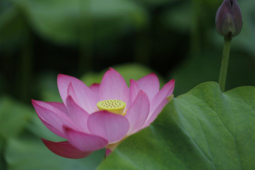 Des fleurs de lotus en été