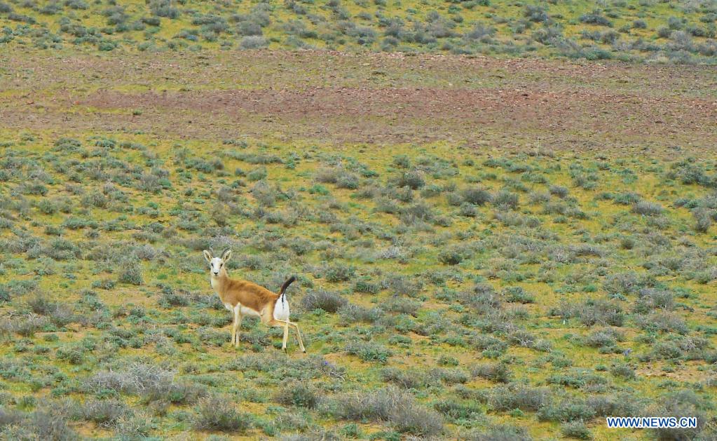 ou07goure du xinjiang (nord-ouest de la chine), le 22 avril